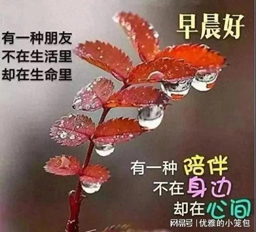 早上好 视频,开启美好一天的心灵之旅