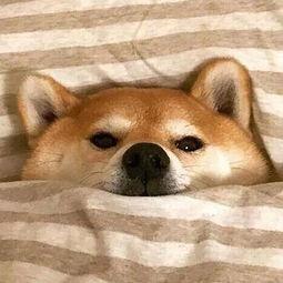黑犬吃瓜表情包,趣味横生的网络文化现象