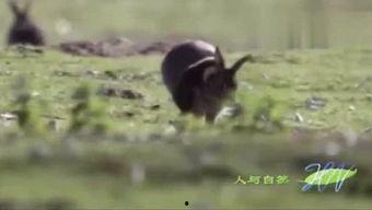 野兔视频,自然界的灵动精灵