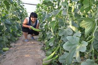iti种植视频,跟随ITI种植视频探索绿色农业之旅
