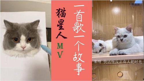 猫人视频,揭秘神秘生物的奇幻世界