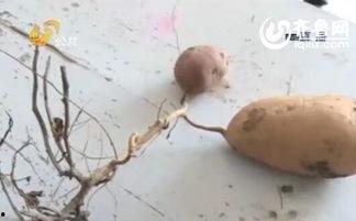 番薯视频,揭秘美食背后的故事与制作技巧