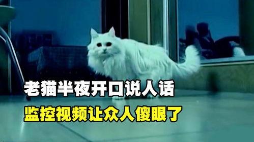 老猫视频,探寻生活百态，感悟人生哲理