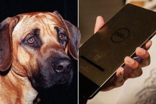 欧美女人与狗性交视频,女性与犬类性行为视频引发争议
