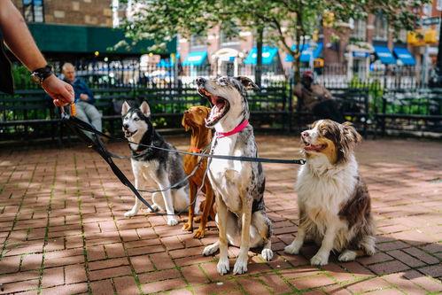 欧美女人与狗性交视频,女性与犬类性行为视频引发争议