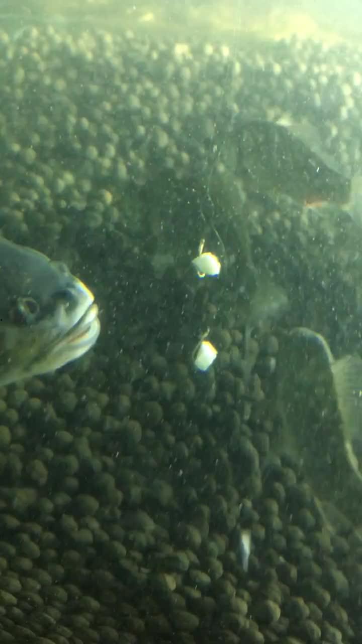 看鱼视频,揭秘海洋生物的奇妙世界