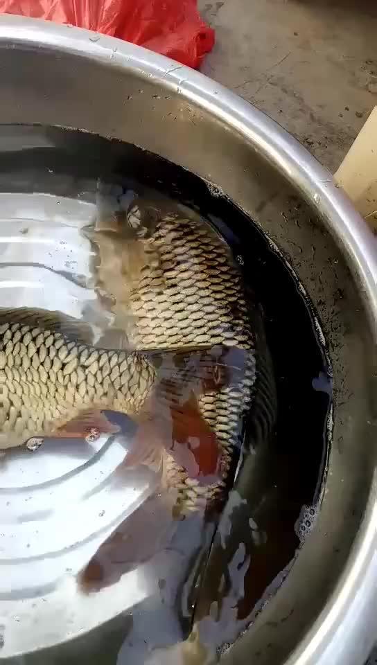 看鱼视频,揭秘海洋生物的奇妙世界