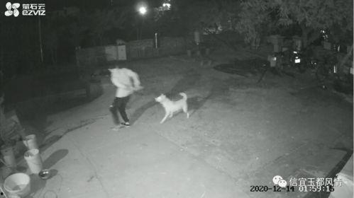 偷狗视频,宠物安全警钟长鸣