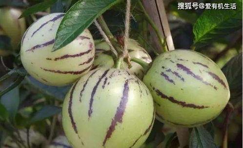 人参果怎么吃图解视频,轻松掌握健康养生之道