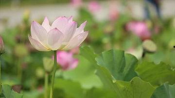 莲花视频,探寻东方美学与智慧之光