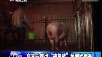 男人与动物交配视频,揭秘人类与动物交配的禁忌真相