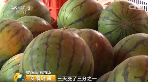 今日毛瓜的价格,市场行情一览