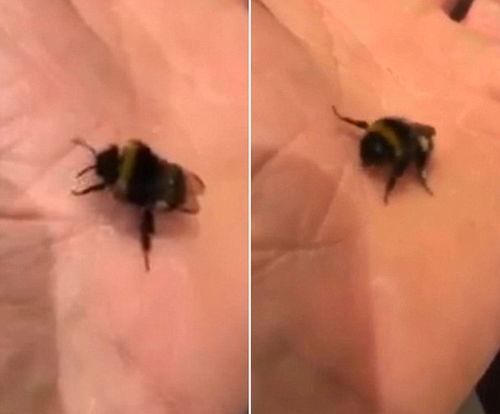 蜂视频,探索新媒体时代的视觉盛宴