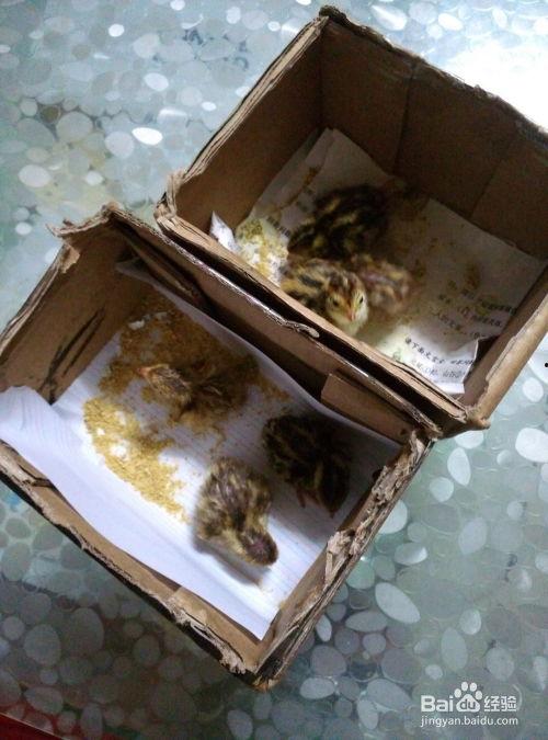 水床孵化技术视频,揭秘高效水产养殖新篇章