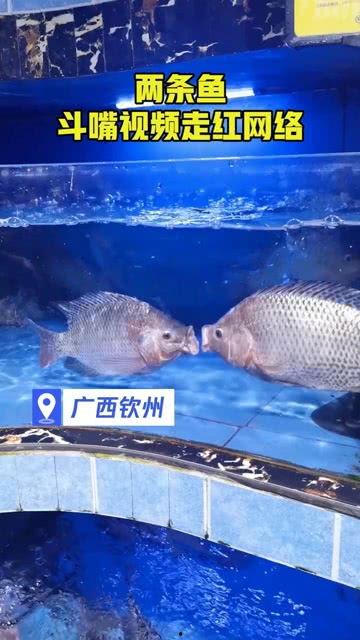 鱼儿的视频,鱼儿视频中的海洋奥秘