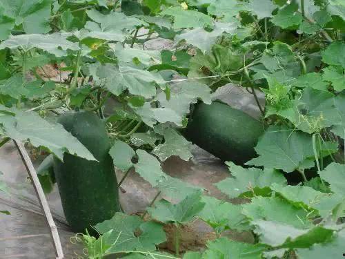 冬瓜种植技术与管理视频教程,冬瓜高效种植与管理技巧解析