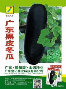 冬瓜种植技术与管理视频教程,冬瓜高效种植与管理技巧解析