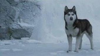 狼视频,揭秘狼族生存智慧与神秘生活