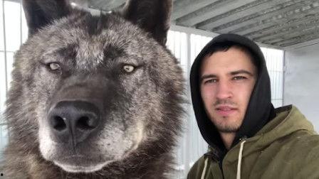 狼视频,揭秘狼族生存智慧与神秘生活