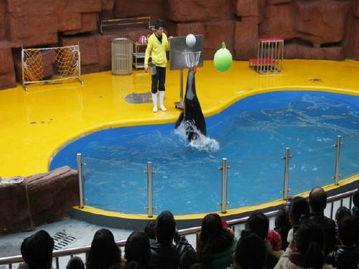 海狮顶球视频,动物界的足球明星