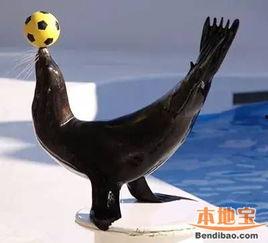 海狮顶球视频,动物界的足球明星