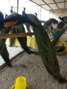 海狮顶球视频,动物界的足球明星