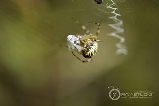 蜘蛛怎么吐丝的视频,揭秘蜘蛛吐丝的神奇过程