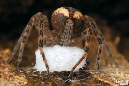 蜘蛛怎么吐丝的视频,揭秘蜘蛛吐丝的神奇过程