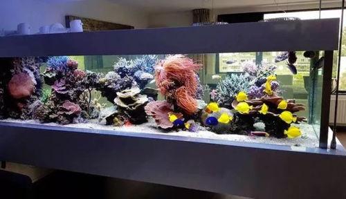 海缸视频,海缸视频带你领略海洋生物的绚丽世界