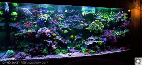 海缸视频,海缸视频带你领略海洋生物的绚丽世界