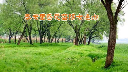 春天视频,跟随镜头探寻春天的美好瞬间