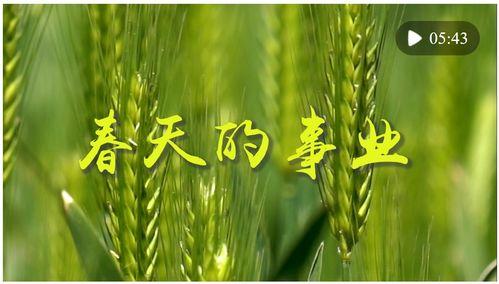 春天视频,跟随镜头探寻春天的美好瞬间