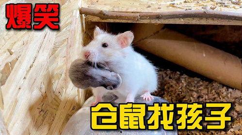 仓鼠搞笑视频,萌宠界的喜剧之王