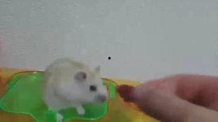 仓鼠搞笑视频,萌宠界的喜剧之王