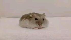 仓鼠搞笑视频,萌宠界的喜剧之王