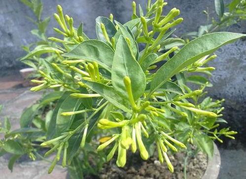 夜来香视频,探寻神秘花香的奇幻之旅