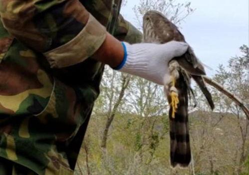捕猎视频,揭秘捕猎视频背后的惊心动魄