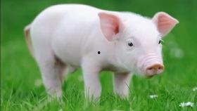 猪 视频,视频带你领略猪的可爱瞬间