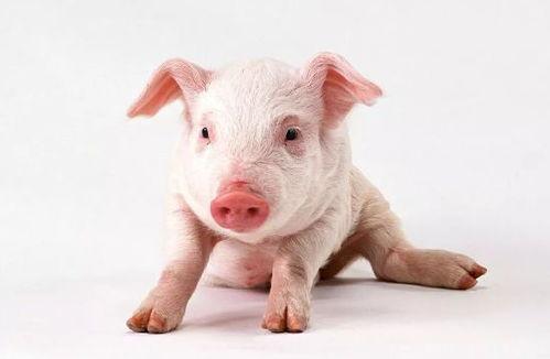 猪 视频,视频带你领略猪的可爱瞬间