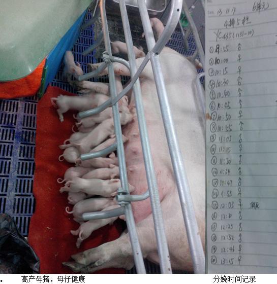 上海祥欣种猪视频,科技赋能下的养殖新篇章