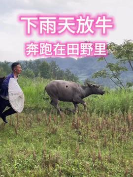 牛牛在线观看视频,畅享海量视频，轻松开启视听盛宴