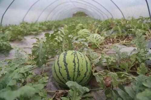 建水洋瓜今日价格行情,价格波动解析与市场动态