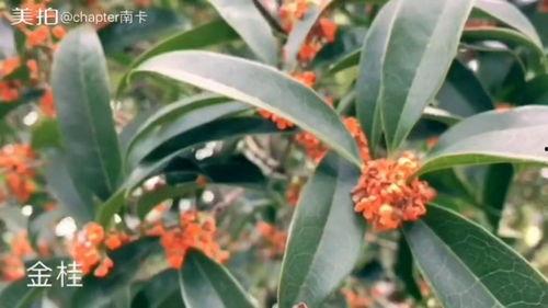 桂花视频,探寻传统与现代交融的视觉盛宴