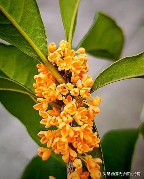 桂花视频,探寻传统与现代交融的视觉盛宴