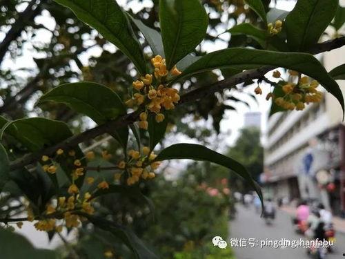 桂花视频,探寻传统与现代交融的视觉盛宴