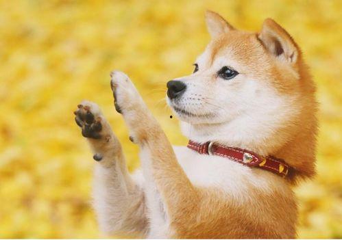 狗日女人视频,揭示女性在影视作品中的边缘化与歧视