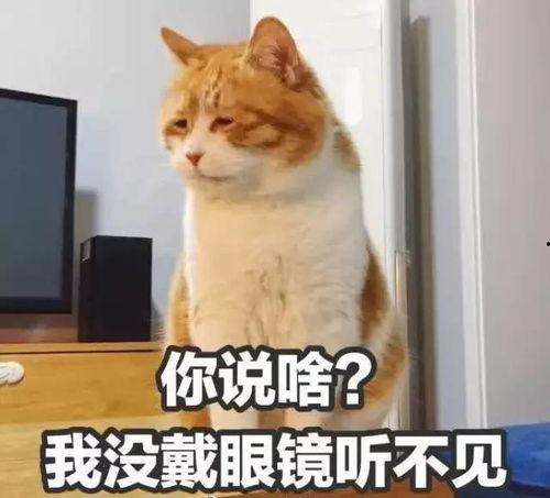 黑料吃瓜网在线观看喵小吉,黑料吃瓜网独家揭秘，带你领略网络红人的真实生活