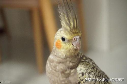玄凤鹦鹉说话视频,玄凤鹦鹉说话视频揭秘