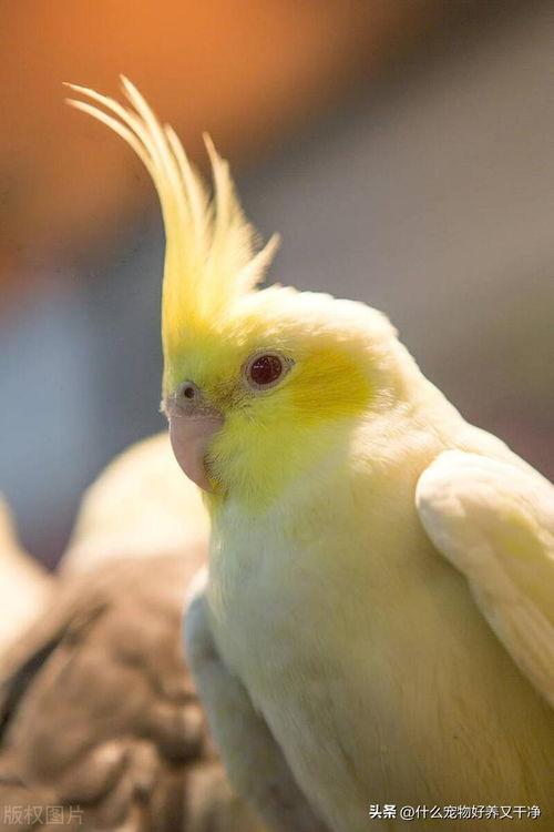 玄凤鹦鹉说话视频,玄凤鹦鹉说话视频揭秘