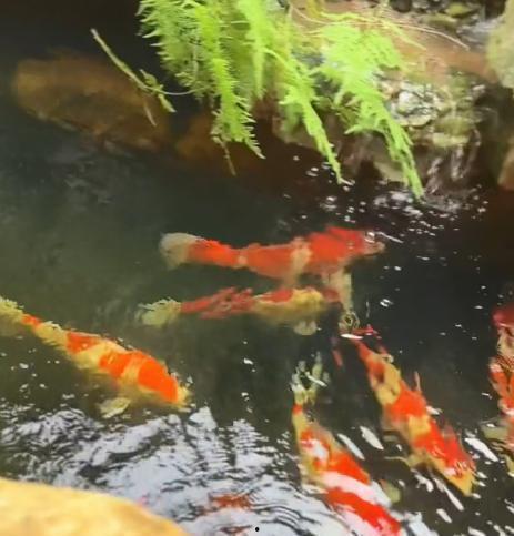 吃瓜被小鱼拉黑怎么办啊,小鱼拉黑后的应对策略